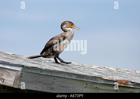 Cormoran à aigrettes double marche sur toit de la jetée de pêche en Floride Sanibel Island Banque D'Images