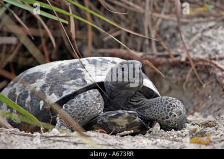 Tortues Gopher en face de sa plage burrow Ft Myers Beach Florida Banque D'Images