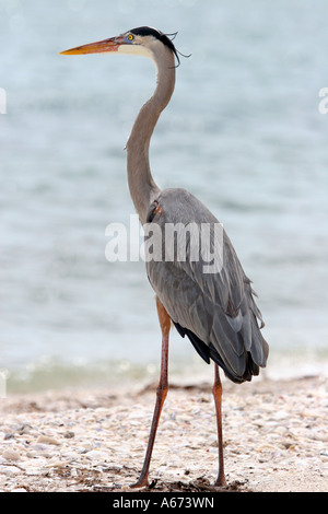 Grand Héron dans le profil à gauche de la Floride Sanibel Island Banque D'Images