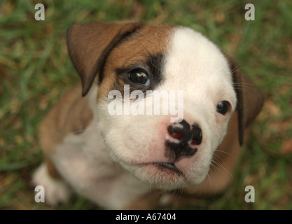 6 semaine Pit Bull Terrrier chiot Banque D'Images