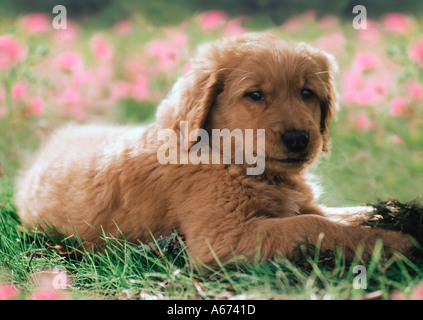 Chiot golden retriever couché dans fleurs sauvages Banque D'Images