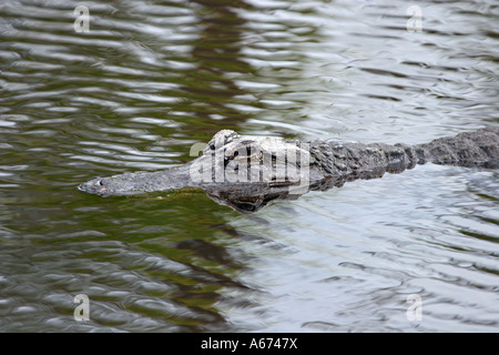 Alligator natation dans canal Florida USA Banque D'Images