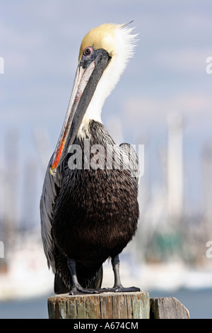 Pélican brun debout sur pilotis à gauche Banque D'Images
