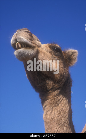 Chameau d'ARABIE OU DROMADAIRE Camelus dromedarius Banque D'Images