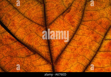 Close up of autumn leaf Banque D'Images