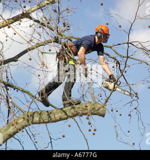 Feller travailler des arbres au-dessus du niveau de la rue pour couper les branches pendantes Banque D'Images