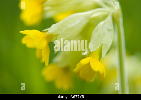Coucou bleu, Primula veris Banque D'Images