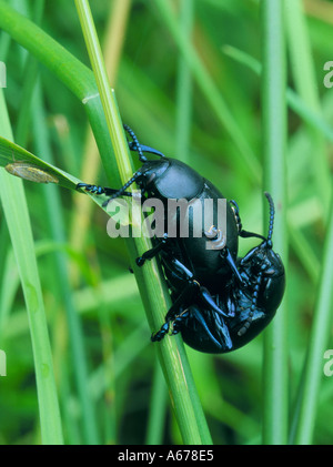 Les coléoptères nez en sang dans l'herbe Banque D'Images