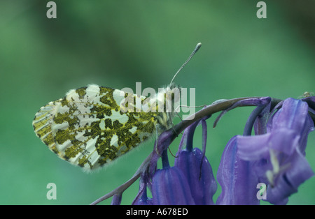 Astuce ORANGE PAPILLON, Anthocharis cardamines, perché sur bluebell, Hyacinthoides non scriptus Banque D'Images