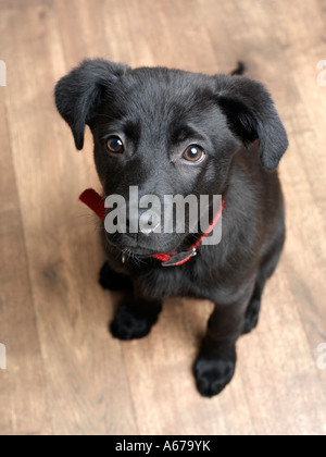 chiot en attente Banque D'Images