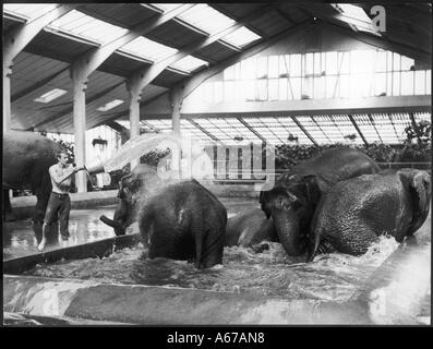 Les éléphants à Chester Banque D'Images