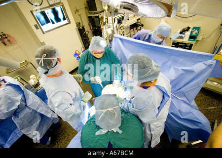 Un chirurgien d'œil à x-ray sur le mur lors de l'exécution d'une chirurgie de remplacement du genou Banque D'Images