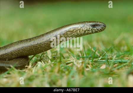 Ver lent un classique Close up Banque D'Images