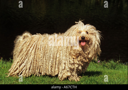 Puli. Hot dog standing on meadow Banque D'Images