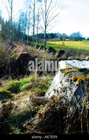 Piliers en béton dans une rangée recouverts de mousse Banque D'Images