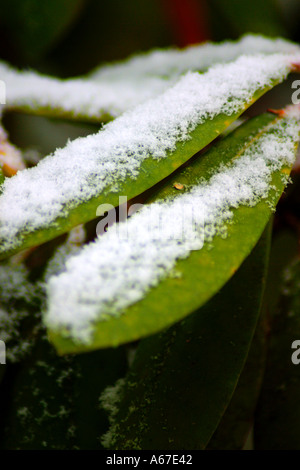 Les feuilles des rhododendrons dans la neige Banque D'Images