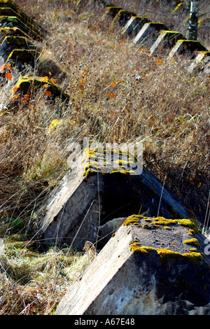 Piliers en béton dans une rangée recouverts de mousse Banque D'Images