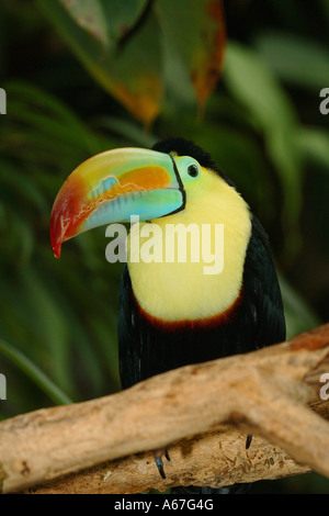 Toucan à carène / Ramphastos sulfuratus Banque D'Images