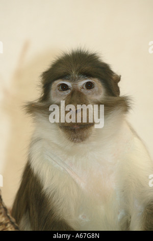 Mangabey fuligineux / Cercocebus atys lunulatus Banque D'Images