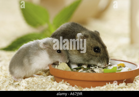 Dzhungarian hamster nain et cub - Something / Phodopus sungorus Banque D'Images