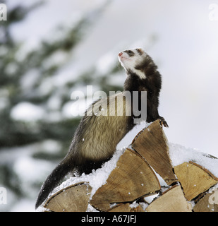 Ferret sur pile de grumes Banque D'Images