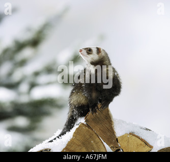 Furet (Mustela putorius furo) sur un tas de bois enneigé. Allemagne Banque D'Images