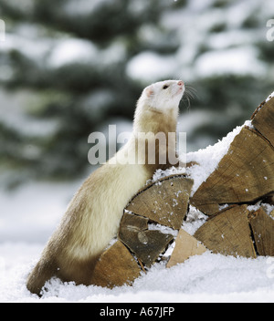 Ferret sur pile de grumes Banque D'Images