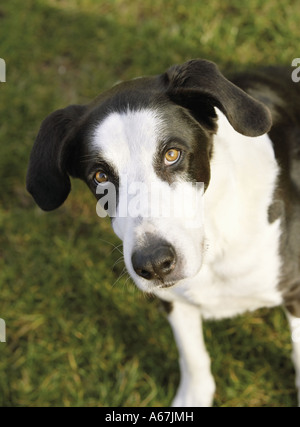 Half Breed dog - sitting on meadow Banque D'Images