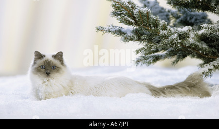 Chat Sacré de Birmanie - Lying in snow Banque D'Images