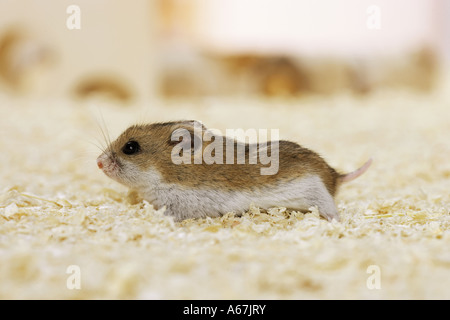 Cricetulus griseus / hamster chinois Banque D'Images