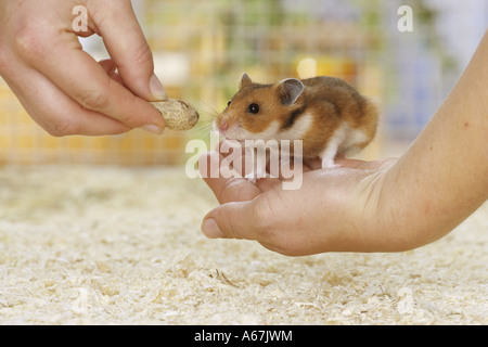 Hamster doré obtenir / arachide Mesocricetus auratus Banque D'Images