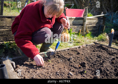 Sur l'attribution UK Une femme plante des oignons sur un terrain préparé prêt Banque D'Images