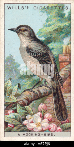 Carte d'oiseaux moqueurs Banque D'Images