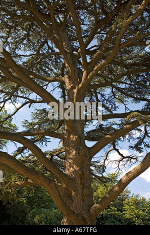 Parc aux arbres au Palais, Voroncov Jalta, Crimea, Ukraine, South-Easteurope, Europe, Banque D'Images