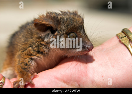 Possum Brushtail commun à l'hôpital vétérinaire de la santé de la faune australienne dans le Healesville Sanctuary près de Melbourne Banque D'Images