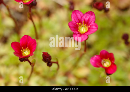 Fleur plante alpine Saxifraga rock Banque D'Images