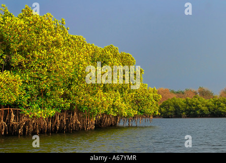 Les mangroves à un défluent du fleuve Gambie, Gambie, Afrique Banque D'Images