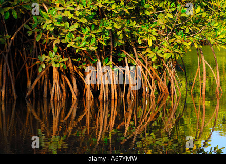 Dans la forêt de mangrove - reflet de racines et branches, la Gambie, Afrique Banque D'Images