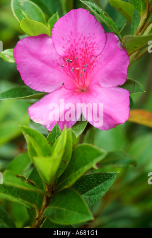 Close up of red fleur Rhododendron Azalea Banque D'Images