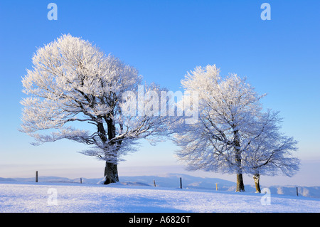European Beechs, Fagus sylvatica à l'aube sur le Schauinsland, avec vue sur la Forêt-Noire du Sud, Belchen, Bade-Wurtemberg Banque D'Images
