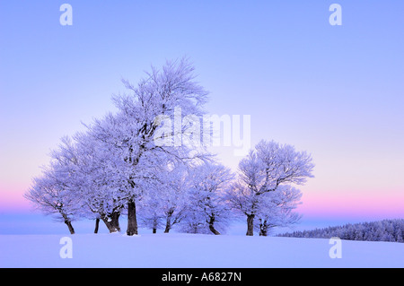 European Beechs, Fagus sylvatica sur le Schauinsland, au sud de la Forêt Noire, Bade-Wurtemberg, Allemagne Banque D'Images