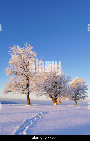 European Beechs, Fagus sylvatica sur le Schauinsland, au sud de la Forêt Noire, Bade-Wurtemberg, Allemagne Banque D'Images