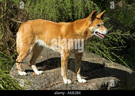 Dingo au Healesville Sanctuary près de Melbourne, de l'État de Victoria, Australie Banque D'Images