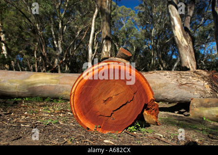 Couper l'arbre d'eucalyptus dans les Flinders Ranges, l'Australie du Sud, Australie Banque D'Images