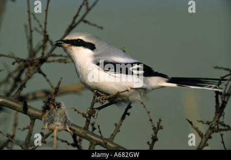 La migratrice (Lanius excubitor) avec la souris percé Banque D'Images