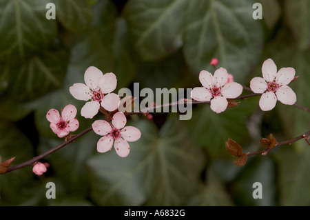 Fleurs de Printemps, Violet prune feuille ( Prunus cerasifera 'Nigra' ), dans l'arrière-plan ivy Banque D'Images