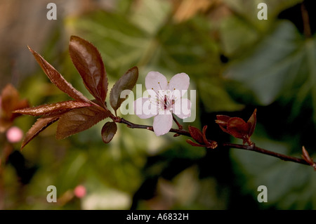 Fleurs de Printemps, Violet prune feuille ( Prunus cerasifera 'Nigra' ) Banque D'Images