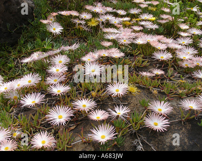 Carpobrotus communément connu sous le nom de tété, usine à glace, et des plantes avec des feuilles succulentes Hottentot et grand type marguerite Banque D'Images