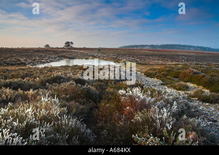 Frosty matin d'hiver sur la lande dans le parc national New Forest Banque D'Images