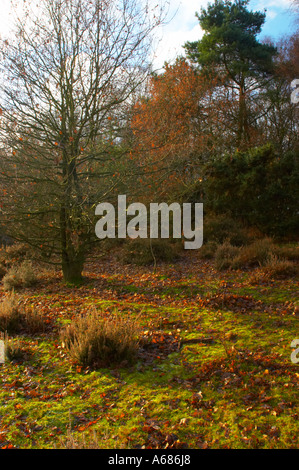 L'Angleterre, Staffordshire, Kinver Edge. Bordure de forêt et de lande ouverte à Kinver Edge. (National Trust) Banque D'Images